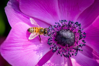 Close-up of bee pollinating on pink flower