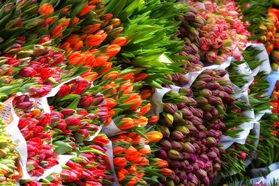 Full frame shot of flowers