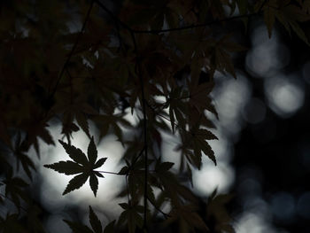 Close-up of maple tree during autumn