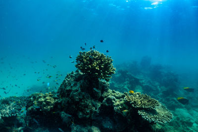 Fish swimming in sea