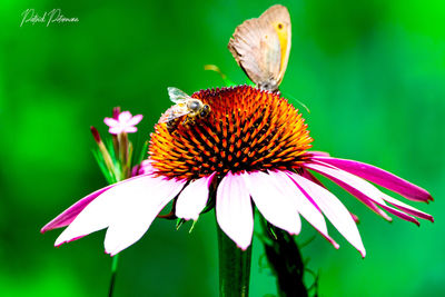 Close-up of butterfly on flower