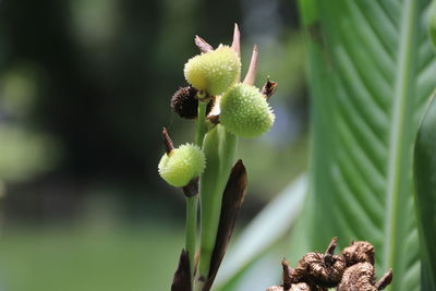 Close-up of flowering plant