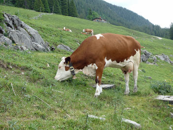 Cows grazing in a mountain meadow 