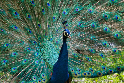 Close-up of peacock