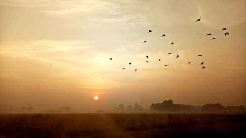 Flock of birds flying in sky