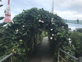 Ivy growing in greenhouse against sky