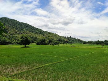 Scenic view of agricultural field against sky