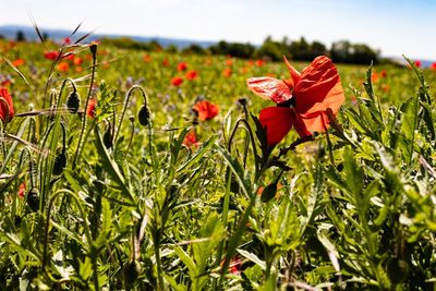 Close-up of red flowering plant on field