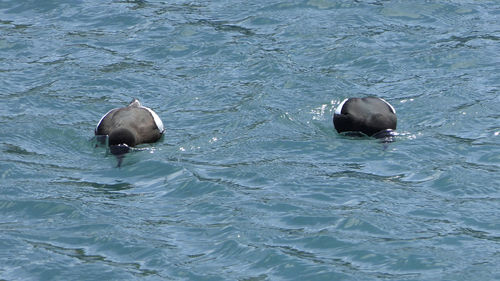 High angle view of turtle in sea