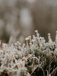 Close-up of frozen plant on field