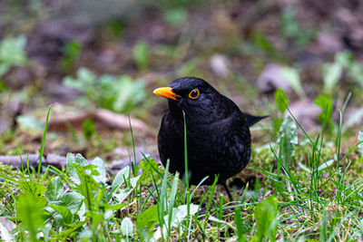 Black bird perching on a field