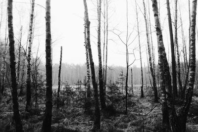 Trees in forest