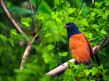 Close-up of bird perching on branch