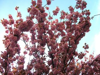 Low angle view of tree against sky