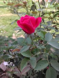 Close-up of flower blooming outdoors