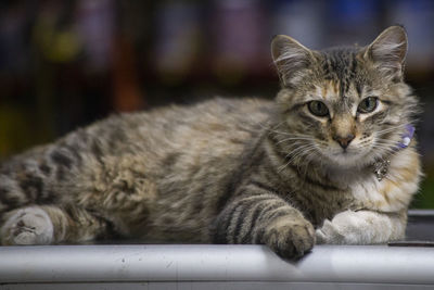 Close-up portrait of a cat