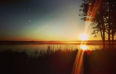 Sun shining through trees