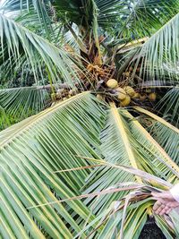 Full frame shot of palm tree