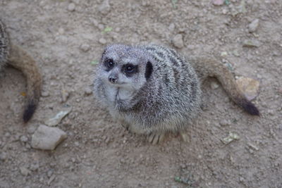 High angle view of an animal