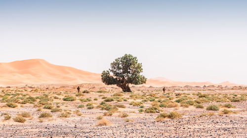 Trees on desert against clear sky in the desert with animals. minimal landscape