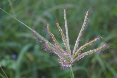 Close-up of purple flowering plant