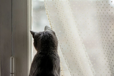 Rear view of cat looking through window