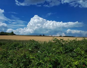 Scenic view of field against sky