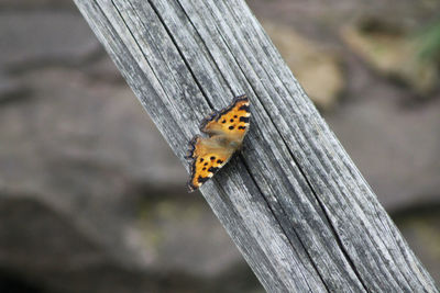 Close-up of insect on wood