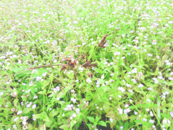 Close-up of insect on plant