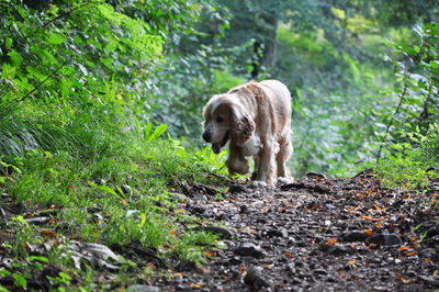 Cocker spaniel walking on trail by plants in forest