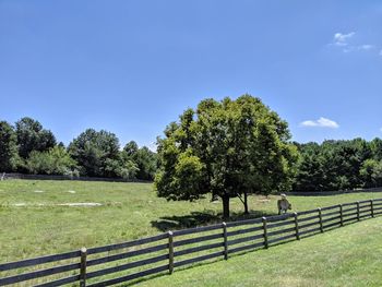 Trees growing on field against sky