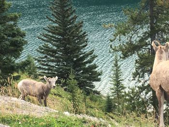 Sheep grazing in a field