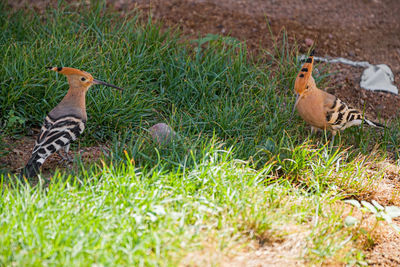 View of birds on field
