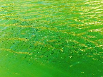 Full frame shot of leaf floating on water