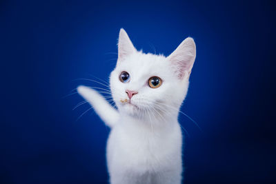 Close-up portrait of white cat against blue background