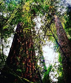 Low angle view of trees