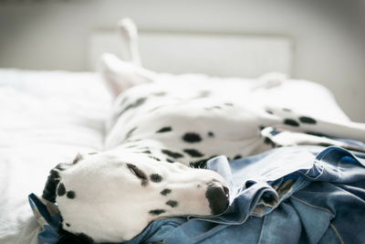 Close-up of dalmatian dog relaxing on bed at home