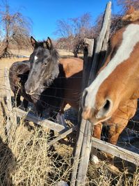 Close-up of horse