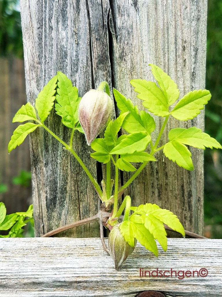 close-up, leaf, plant, nature, green color, wood - material, no people, growth, tree trunk, animal themes, tree, outdoors, day, branch, beauty in nature, freshness, gastropod