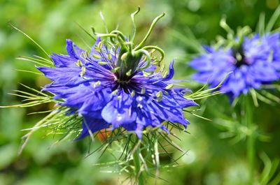 Close-up of purple flowers blooming outdoors