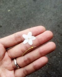 Close-up of hand holding white rose