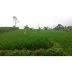 Scenic view of grassy field against sky