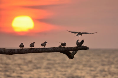 Birds perching on a sea