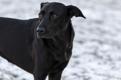 Portrait of black dog standing on field against sky