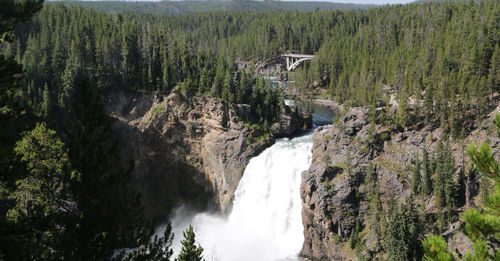 Scenic view of waterfall in forest