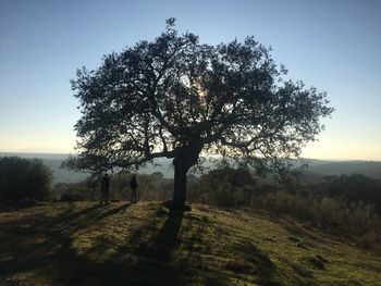 Trees against sky during sunset
