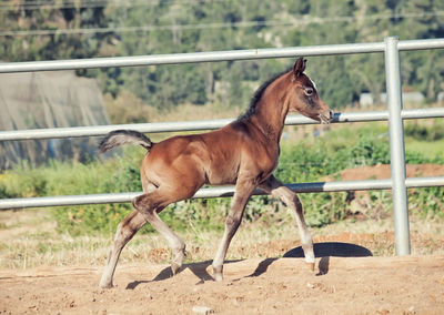 Horse in animal pen