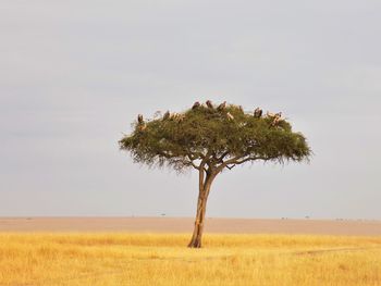 Flock of african vultures sitting in tree, masaai mara national reserve