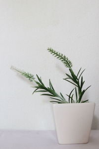 Close-up of potted plant against white wall