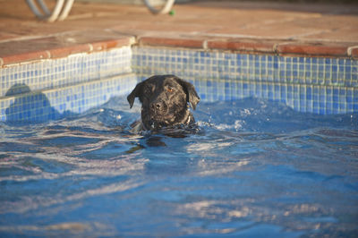 Dog swimming in pool